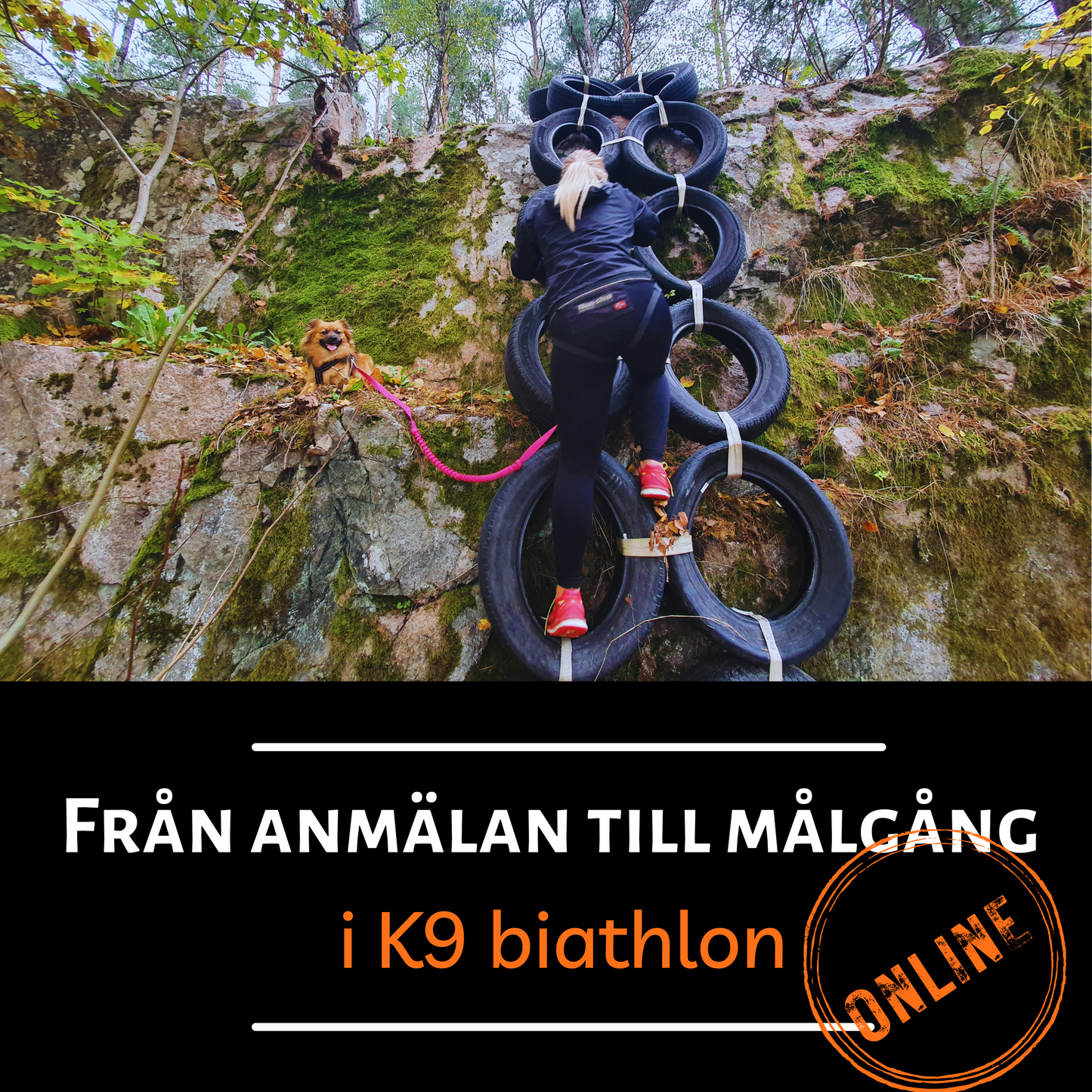 K9 biathlon online - Från anmälan till målgång