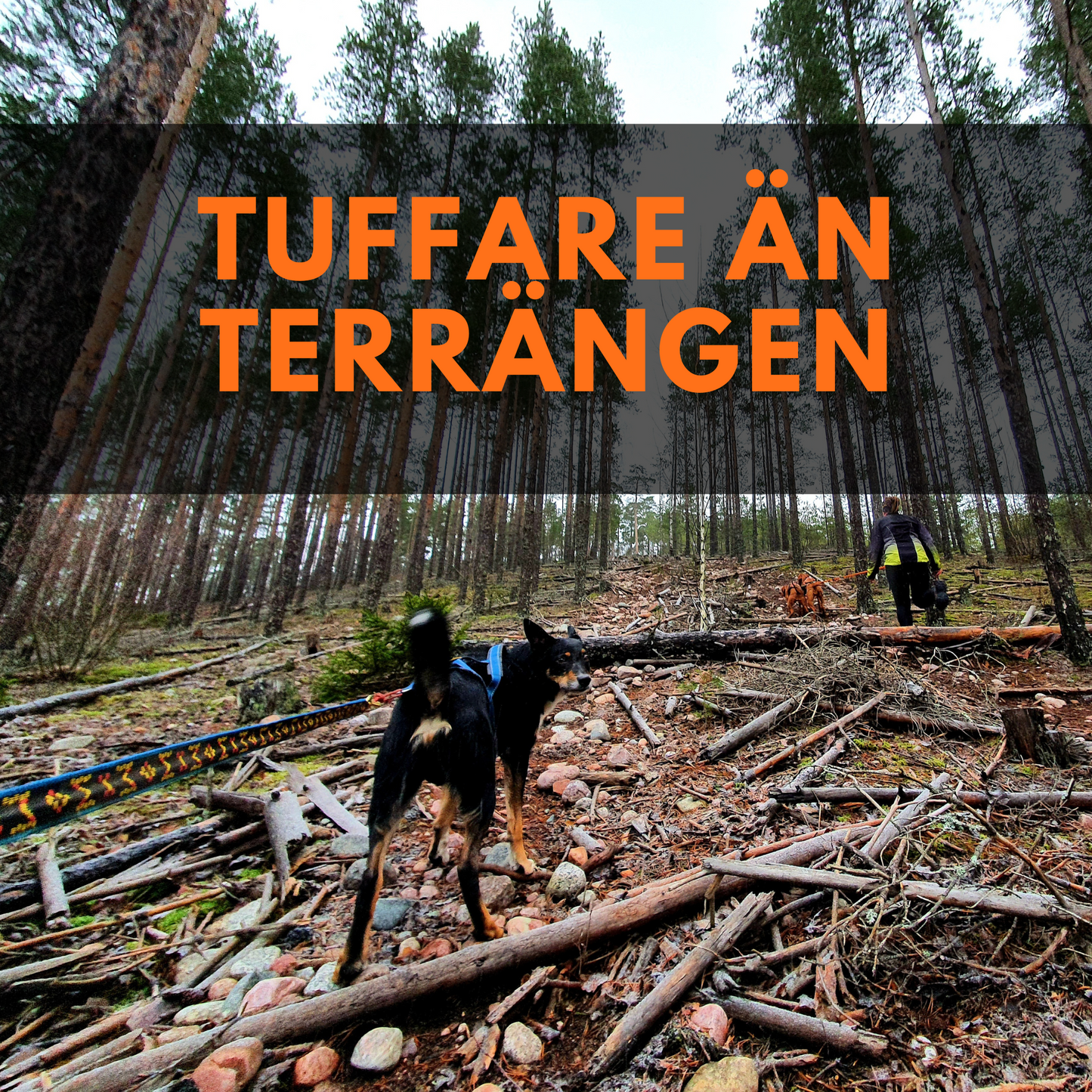 Tuffare än terrängen - en minikurs i att springa i terräng med din hund