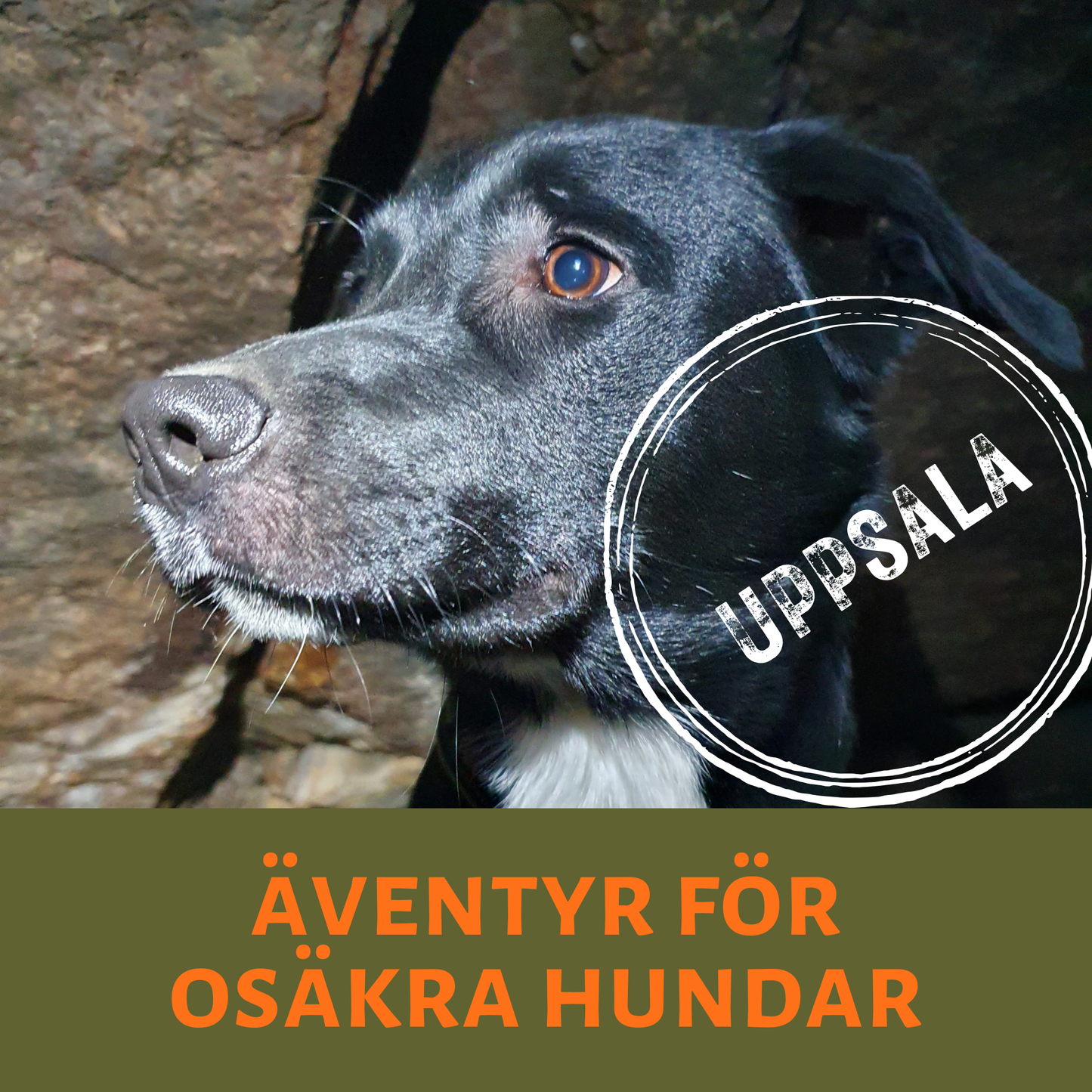 Äventyr för osäkra hundar