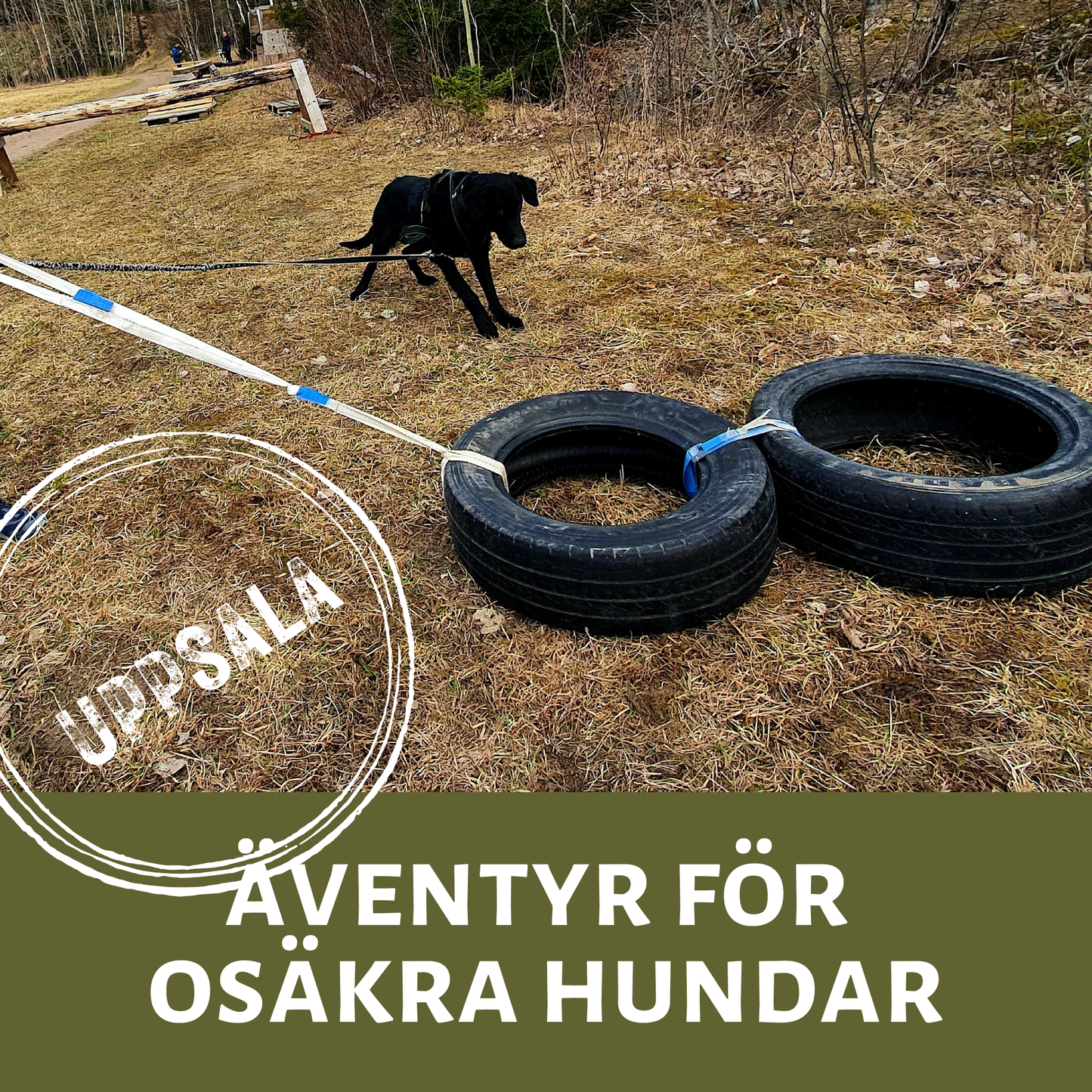 Äventyr för osäkra hundar