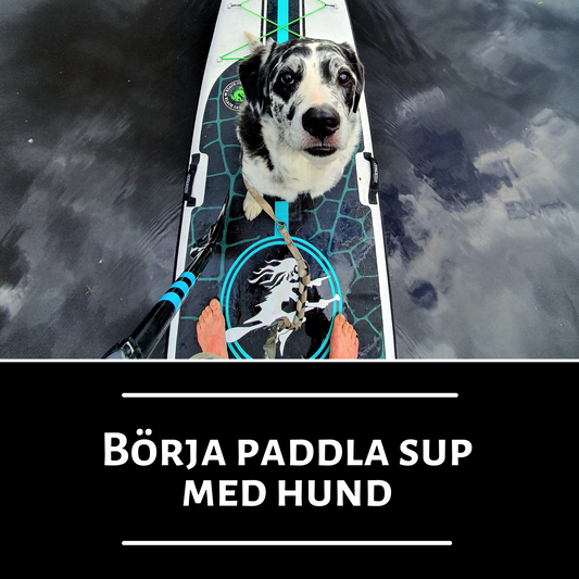 Online - Börja paddla SUP med hund