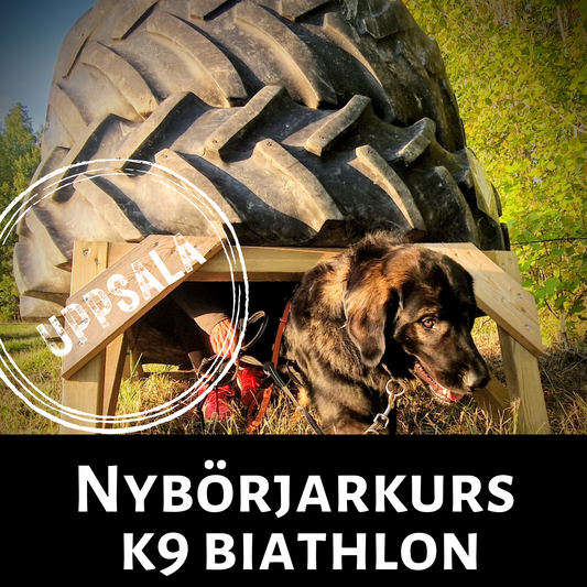 Nybörjarkurs K9 biathlon - Hinderbana med hund