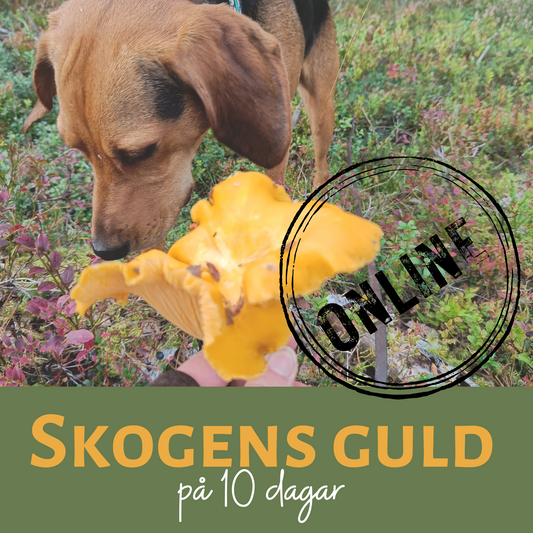 Skogens guld på 10 dagar ONLINE