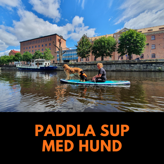 Paddla SUP med hund