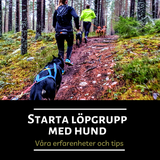 Starta löpgrupp med hund