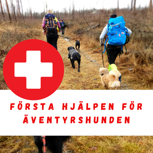 Första hjälpen för äventyrshunden