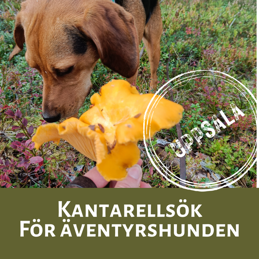 Kantarellkurs
