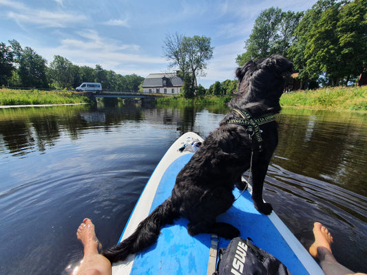 Online - Börja paddla SUP med hund
